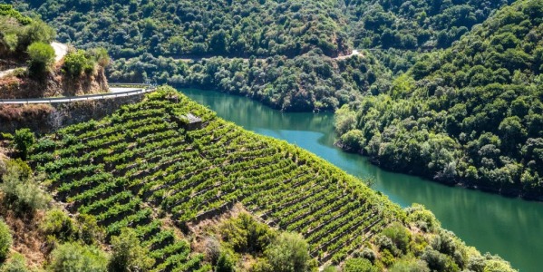 Mencía: una uva, muchos paisajes