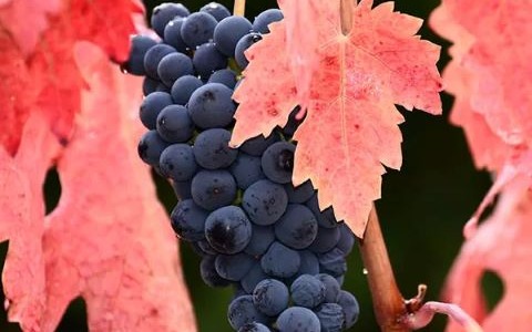 Tinta de Toro: historia, evolución, genética, viticultura y características enológicas